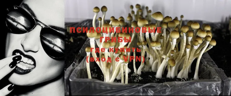 Псилоцибиновые грибы GOLDEN TEACHER  omg ссылка  Красноярск 